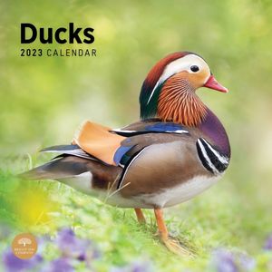 Ducks 2023 Calendar