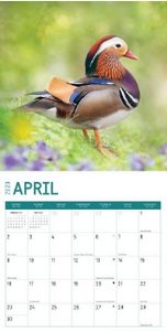 Ducks 2023 Calendar
